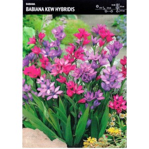 Babiana Kew Hybrids Cebulka 5szt.