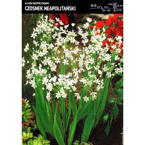 Allium Neapolitanum - Czosnek Neapolitański 10szt