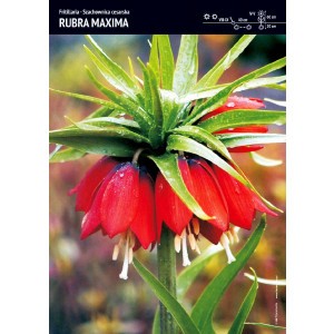 Fritillaria Szachownica Cesarska Rubra Maxima Cebulka 1szt