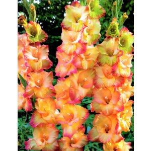 Gladiolus - Mieczyk Wielokwiatowy Shooter 5szt.
