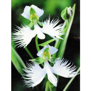 Habenaria Radiata - Storczyk Gruntowy Cebulka 1szt.
