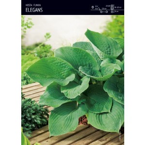 Hosta - Funkia Elegans 1szt.