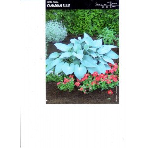 Hosta - Funkia Canadian Blue 1szt.