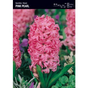 Hiacynt Pink Pearl Różowy Cebulka 3szt