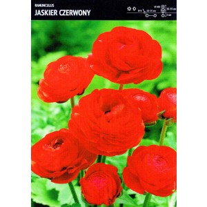 Ranunculus Czerwony Jaskier Cebulka 5szt