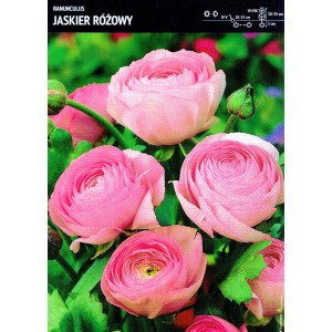 Ranunculus Jaskier Różowy Cebulka 5szt