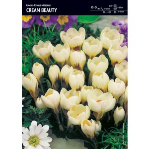 Krokus Wiosenny Cream Beauty 10szt