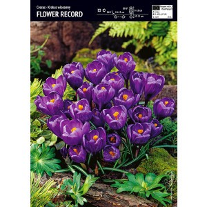 Krokus Wielkokwiatowy Flower Record Cebulka 10szt