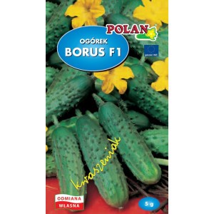 Ogórek Gruntowy Borus - Mieszaniec Nasiona 5g Polan
