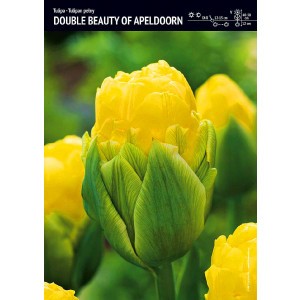  Tulipan Double Beauty Of Apeldorn Cebulka 5szt