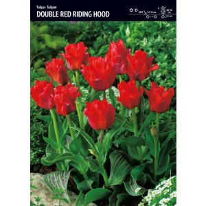Tulipan Niski Red Riding Hood Cebulka 5szt