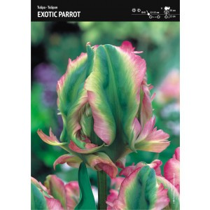 Tulipan Exotic Parrot Cebulka 5szt