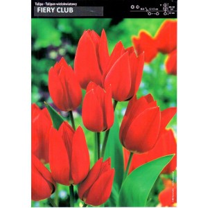 Tulipan Fiery Club Najbardziej Czerwony Cebulka 5szt