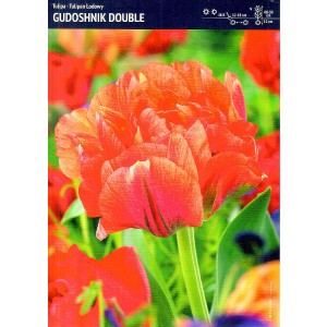 Tulipan Lodowy Gudoshnik Double 5szt