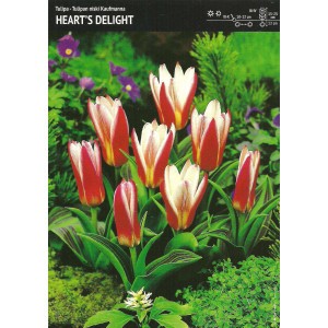 Tulipan Heart's Delight Cebulka 5szt