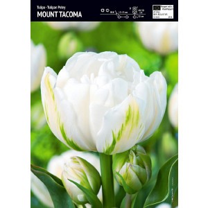 Tulipan Mount Tacoma Cebulka 5szt