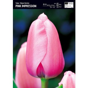 Tulipan Pink Impression 5szt