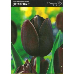 Tulipan Queen Of Night Cebulka 5szt