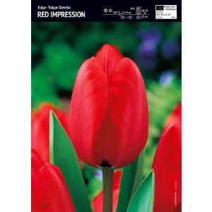 Tulipan Red Impression 5szt