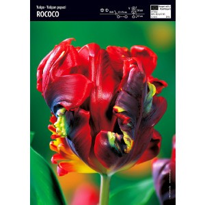 Tulipan Papuzi Rococo Cebulka 5szt
