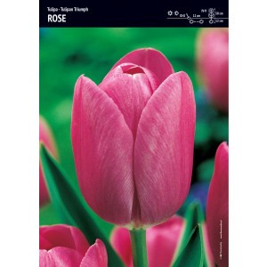 Tulipan Triumph Rose Niepowtarzalny Róż Cebulka 5szt