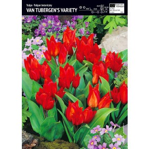 Tulipan Van Tubergen's Variety Cebulka 5szt