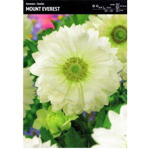 Allium - Czosnek Mount Everest 1szt