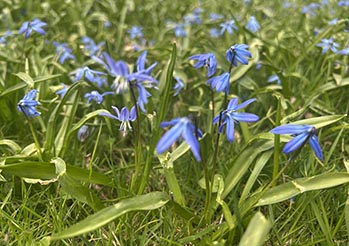 Cebulica syberyjska - jak sadzić i pielęgnować, by stworzyć niebieski dywan w ogrodzie?