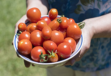 Choroby pomidorów – jak je rozpoznać i jak z nimi walczyć?