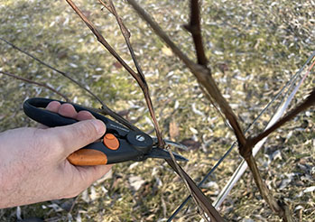 Cięcie winorośli: Kompletny poradnik krok po kroku