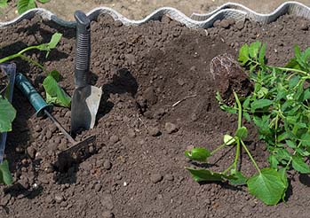 Co sadzić po ogórkach? Zmianowanie i płodozmian krok po kroku