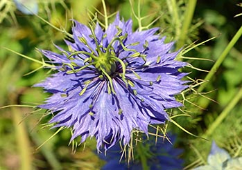 Czarnuszka siewna – Jak uprawiać i stosować 