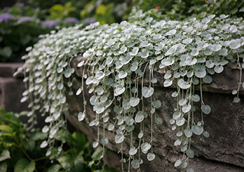 Dichondra - uprawa, wymagania, pielęgnacja i zastosowanie w ogrodzie oraz na balkonie