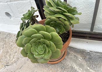 Eonium (Aeonium) - jak uprawiać i pielęgnować? Kompletny poradnik