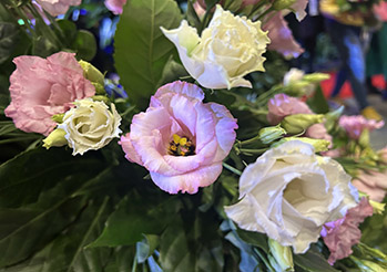 Eustoma w doniczce: Jak sprawić, by kwitła tygodniami?