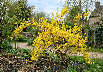 Forsycja - kiedy i jak przycinać, aby co roku zachwycała kwiatami?