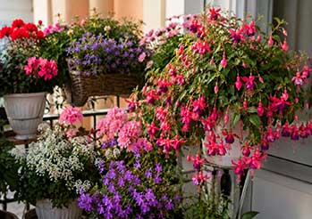 Zapomnij o pelargoniach. Ta roślina zamieni Twój balkon w kaskadę kwiatów
