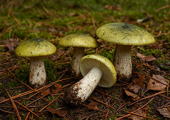 Gąski - jak rozpoznać jadalne gatunki? Przewodnik dla grzybiarzy