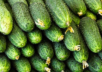 Gorzkie ogórki z własnej uprawy – z czego to wynika i jak temu zaradzić?