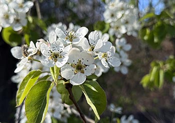 ODKRYJ Gruszę pospolitą (Pyrus communis) – historia, uprawa i właściwości szlachetnego drzewa