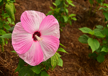 Hibiskus bagienny: sadzenie, uprawa, pielęgnacja i zimowanie