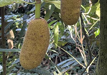 Czy jackfruit można uprawiać w Polsce/w doniczce? Poradnik dla początkującyc