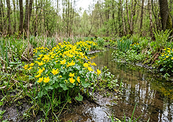 Kaczeńce (knieć błotna) - jak uprawiać i gdzie sadzić, by kwitły spektakularnie każdej wiosny?