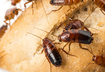 Domowe sposoby na karaluchy. Aż 6 sposobów na pozbycie się karaluchów raz na zawsze!