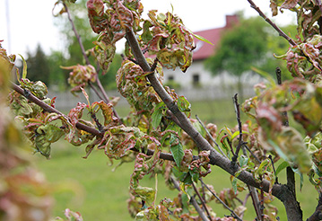 Kędzierzawość Brzoskwini. Kędzierzawość liści brzoskwini – objawy i zwalczanie. 
