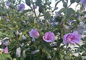 Ketmia syryjska (hibiskus ogrodowy): jak o nią dbać, by uginała się od kwiatów? Uprawa, cięcie i zimowanie krok po kroku