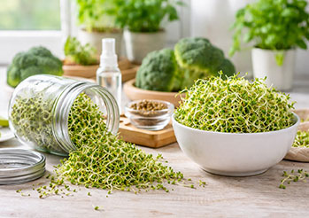 Kiełki brokuła - właściwości, uprawa i zastosowanie. Jak wyhodować je w domu?