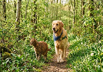 Kleszcze już aktywne! Jak chronić psa i kota wiosną 2026 - aktualne zagrożenia i skuteczna ochrona