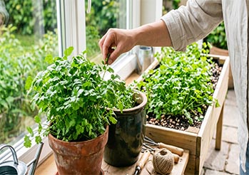 Kolendra - jak uprawiać w doniczce i ogrodzie? Prosty trik na bujne liście i lepszy smak
