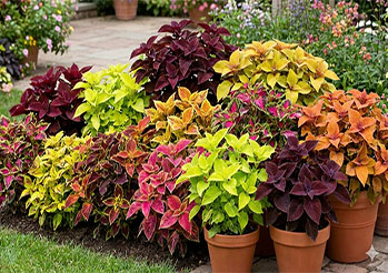 Koleusy jak je uprawiać, by zachwycały kolorami? Odmiany, sadzenie i pielęgnacja